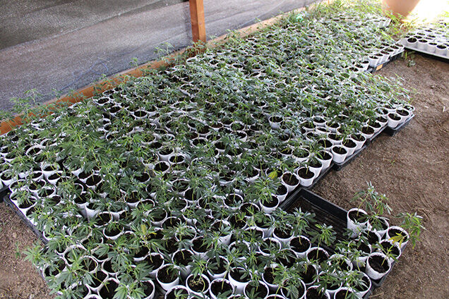 Child endangerment charges connected to illegal marijuana growing operation